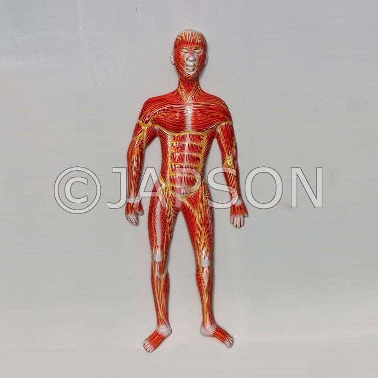 Human Model - Muscle on Board, Small Human Model - Muscle on Board, Small